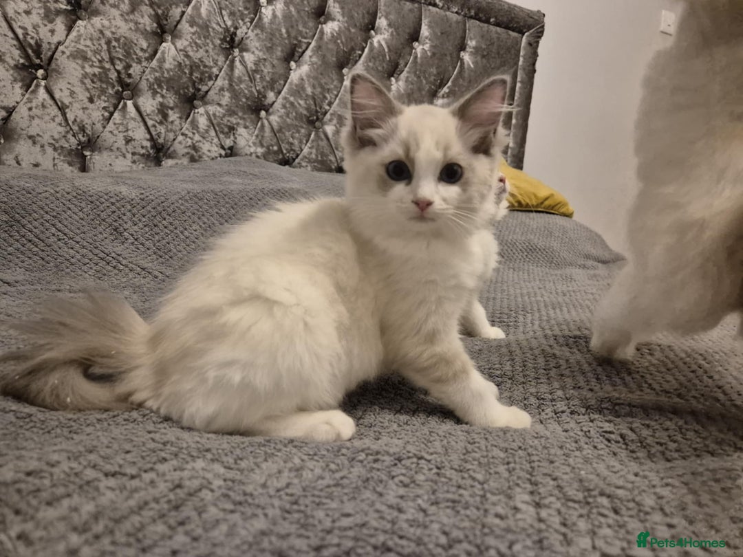 Ragdoll cats for sale: 1 Male Tica Registered Available. Ready Now - Advert 21