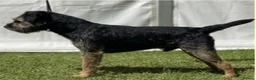 Border Terrier dogs for sale: BORDER TERRIER PUPPIES KC REG - Advert 6