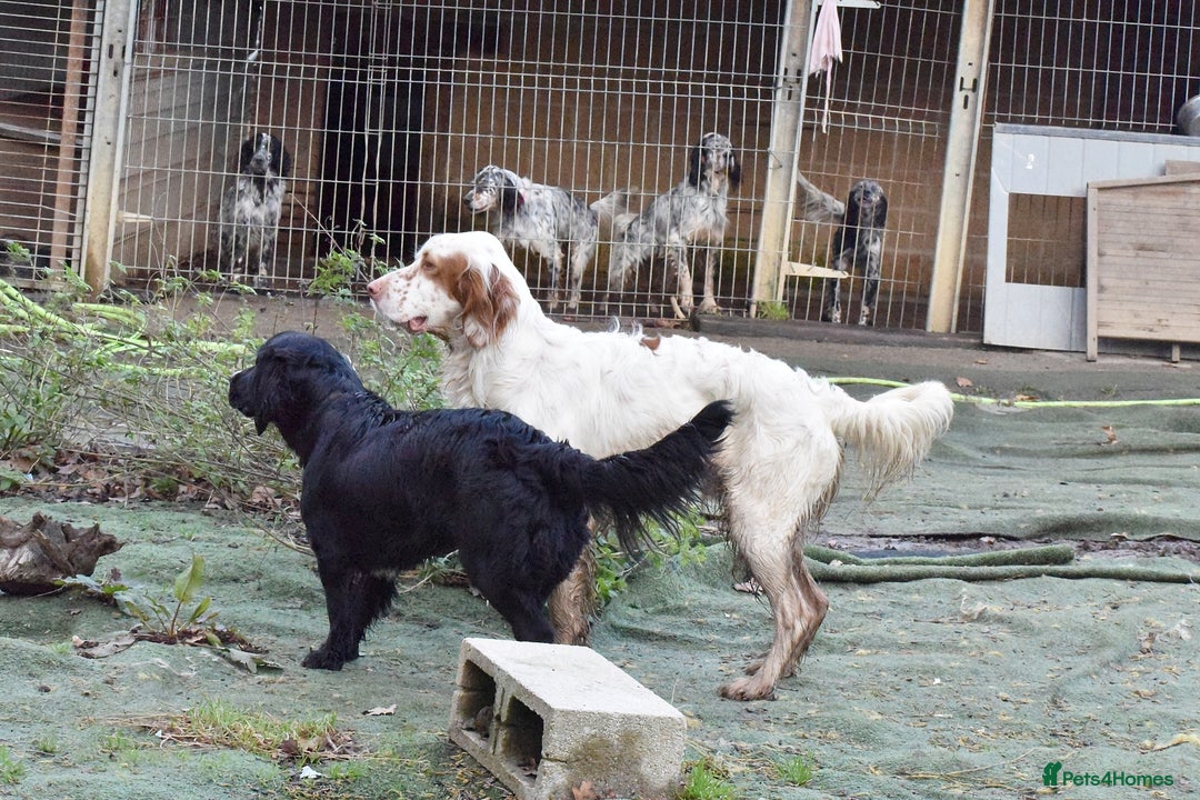 English Setter dogs for adoption: Marshall - Advert 8