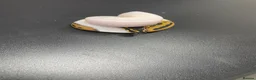 Python Snake reptiles for sale: Royal pythons 2026 hatchlings  - Advert 2