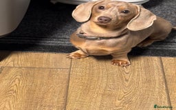 Miniature Dachshund dogs for sale: 💗 READY TO LEAVE - K.C MINIATURE DACHSHUND 💗 - Image 3