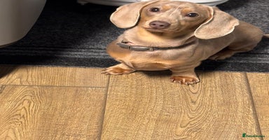 Miniature Dachshund dogs - Advert 10