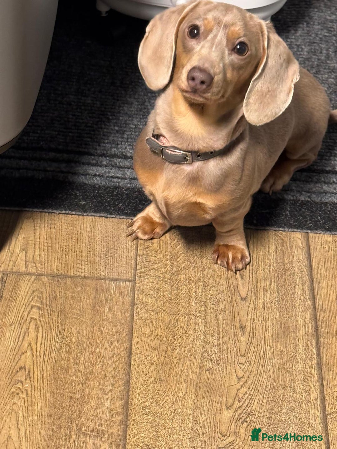 Miniature Dachshund dogs for sale: 💗 READY TO LEAVE - K.C MINIATURE DACHSHUND 💗 - Image 3