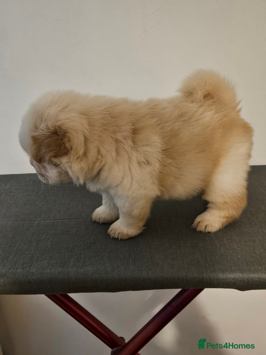 Chow Chow dogs for sale: Chow chow puppies  - Image 6
