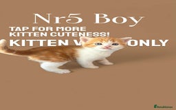 Scottish Fold cats for sale: 3 Scottish Fold Boys STILL AVAILABLE - Image 23