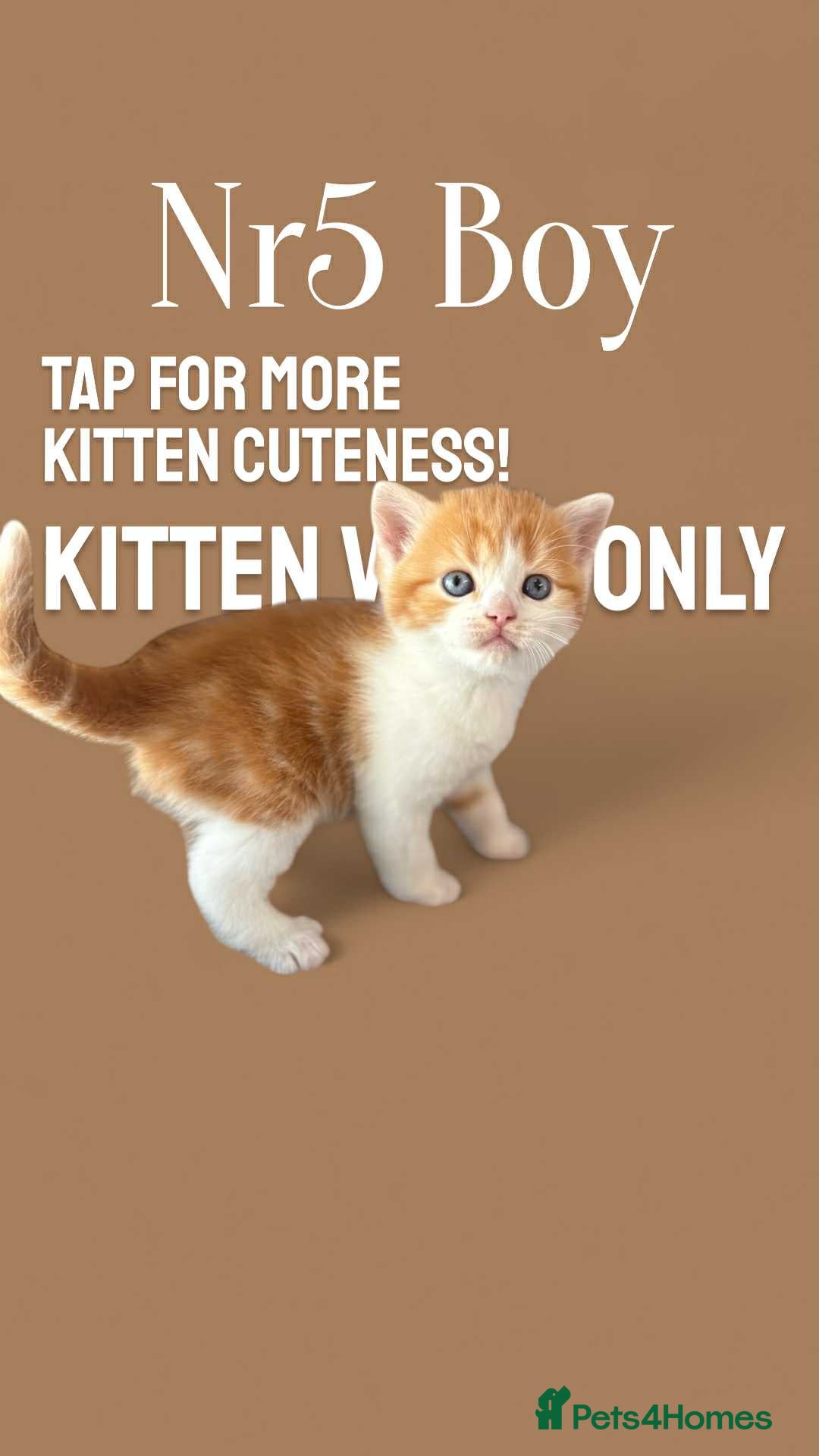 Scottish Fold cats for sale: 3 Scottish Fold Boys STILL AVAILABLE - Image 23