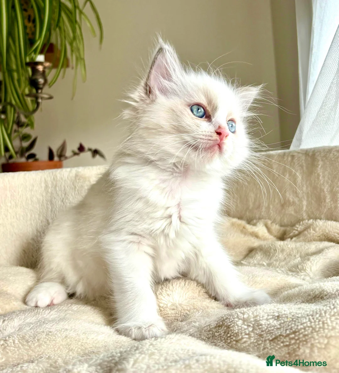 Ragdoll cats for stud: Blue point Ragdoll male for stud duty  in Purley - Advert 15