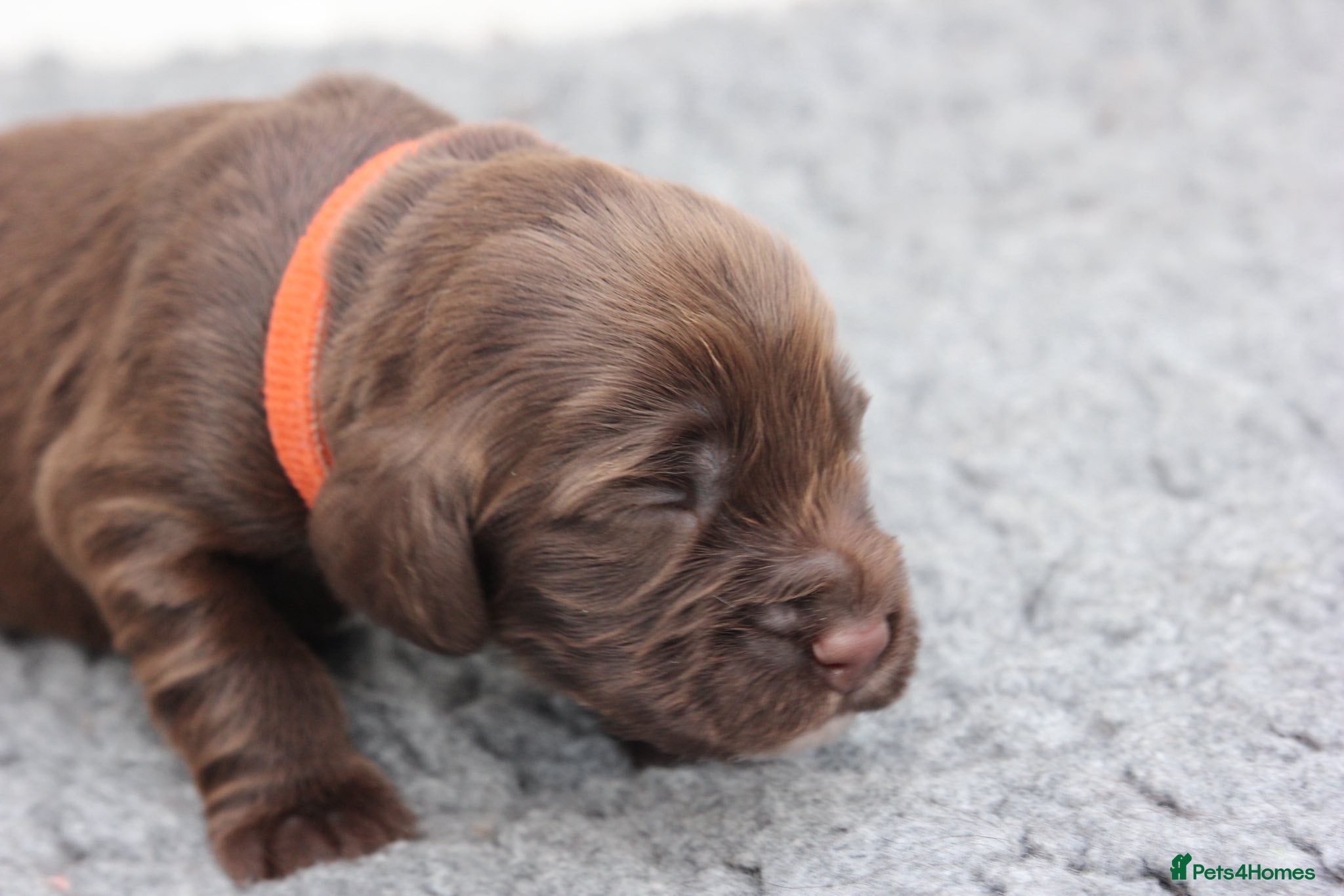 Field Spaniel dogs Field Spaniel Puppies Available - Advert 1