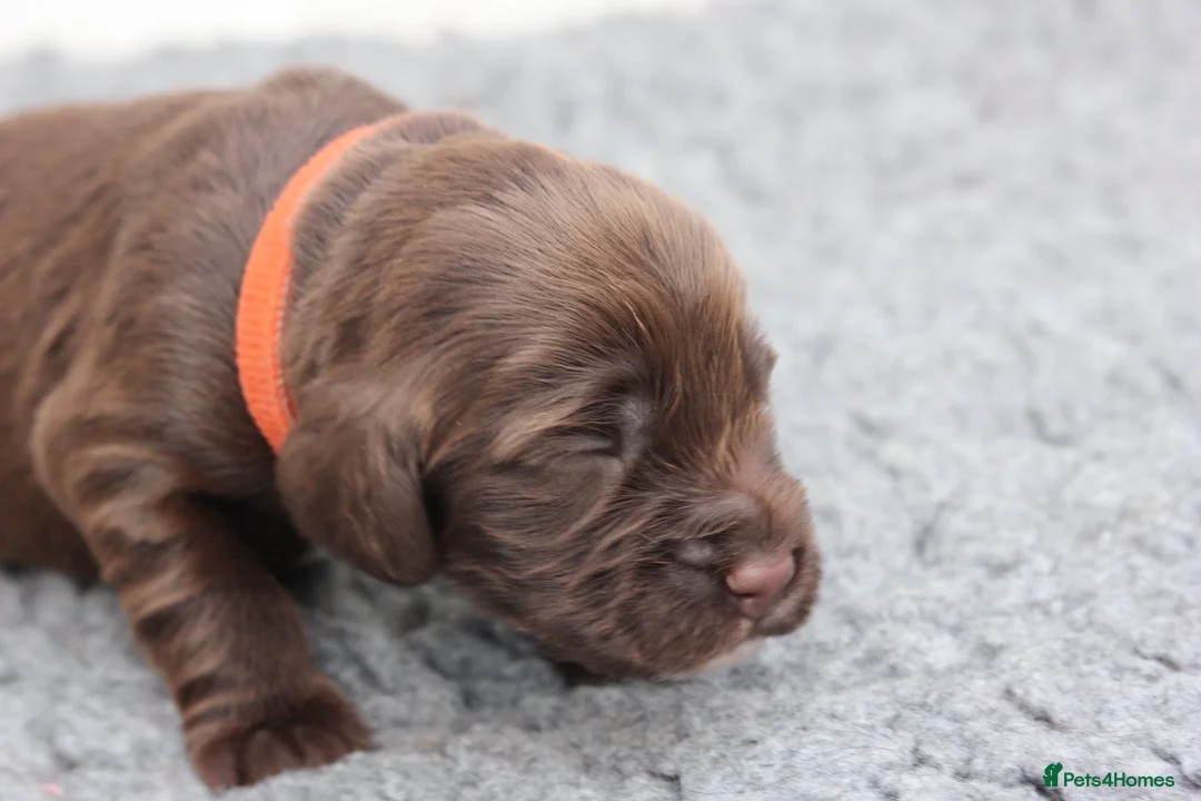 Field Spaniel dogs for sale: Field Spaniel Puppies Available in Watford - Advert 1