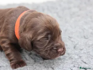 Field Spaniel dogs Field Spaniel Puppies Available - Advert 1