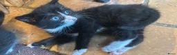 Domestic Shorthair cats for sale: 5 black and white kittens ready to take home  - Advert 7