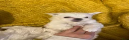 Maltese dogs for sale: Beautiful Maltese puppies home raised & socialised - Advert 10