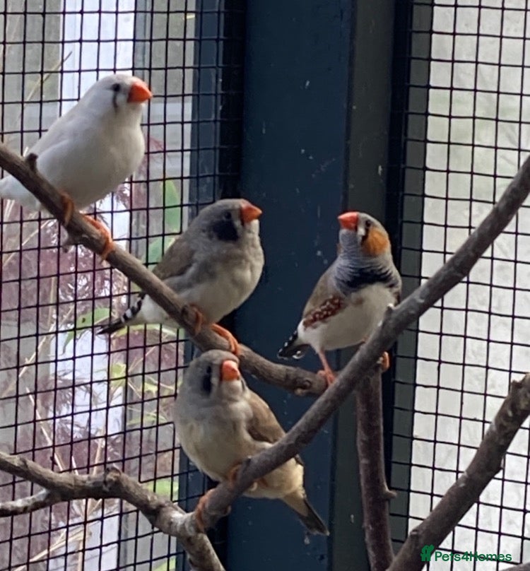 Finches birds for sale: Zebra finch, Chinese painted quail and star finch - Advert 2