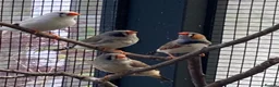 Finches birds for sale: Zebra finch, Chinese painted quail and star finch - Advert 1
