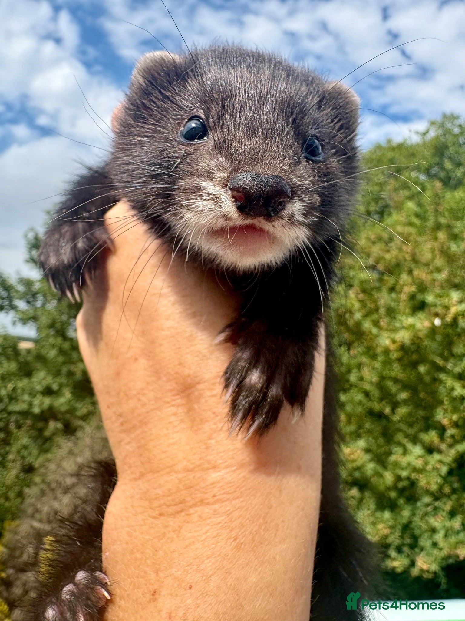 Ferret rodents EUX Black ferrets  - Advert 17