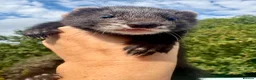 Ferret rodents for sale: EUX Black ferrets  - Advert 1