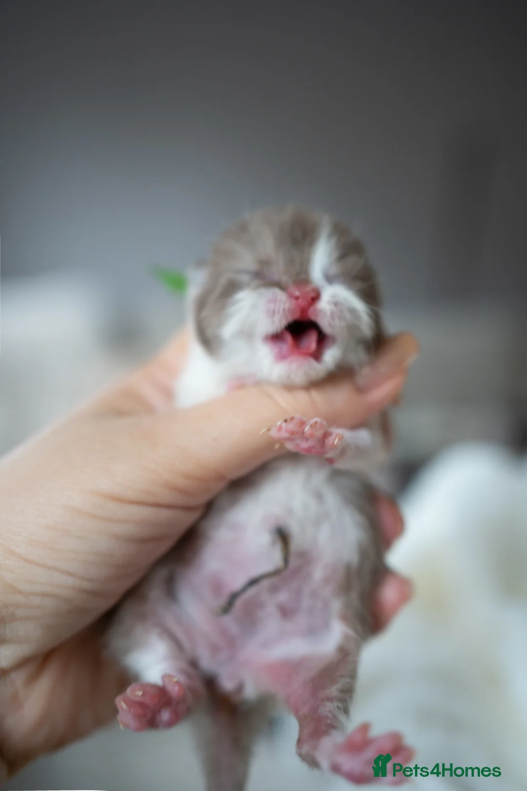 British Shorthair cats for sale: ✨Chocolate Delights ✨ - Advert 5