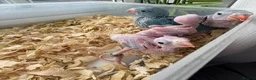 Ringnecks birds for sale: Beautiful Hand-Reared Baby Indian Ringnecks  - Advert 11