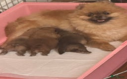 Pomeranian dogs for sale: Teddy bear pomeranians  - Image 6