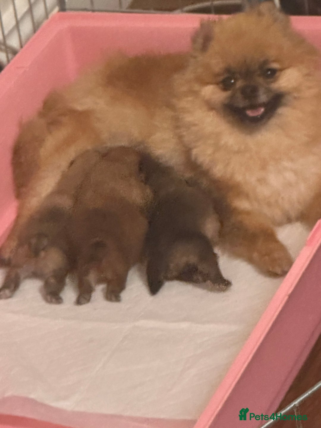 Pomeranian dogs for sale: Teddy bear pomeranians  - Image 6
