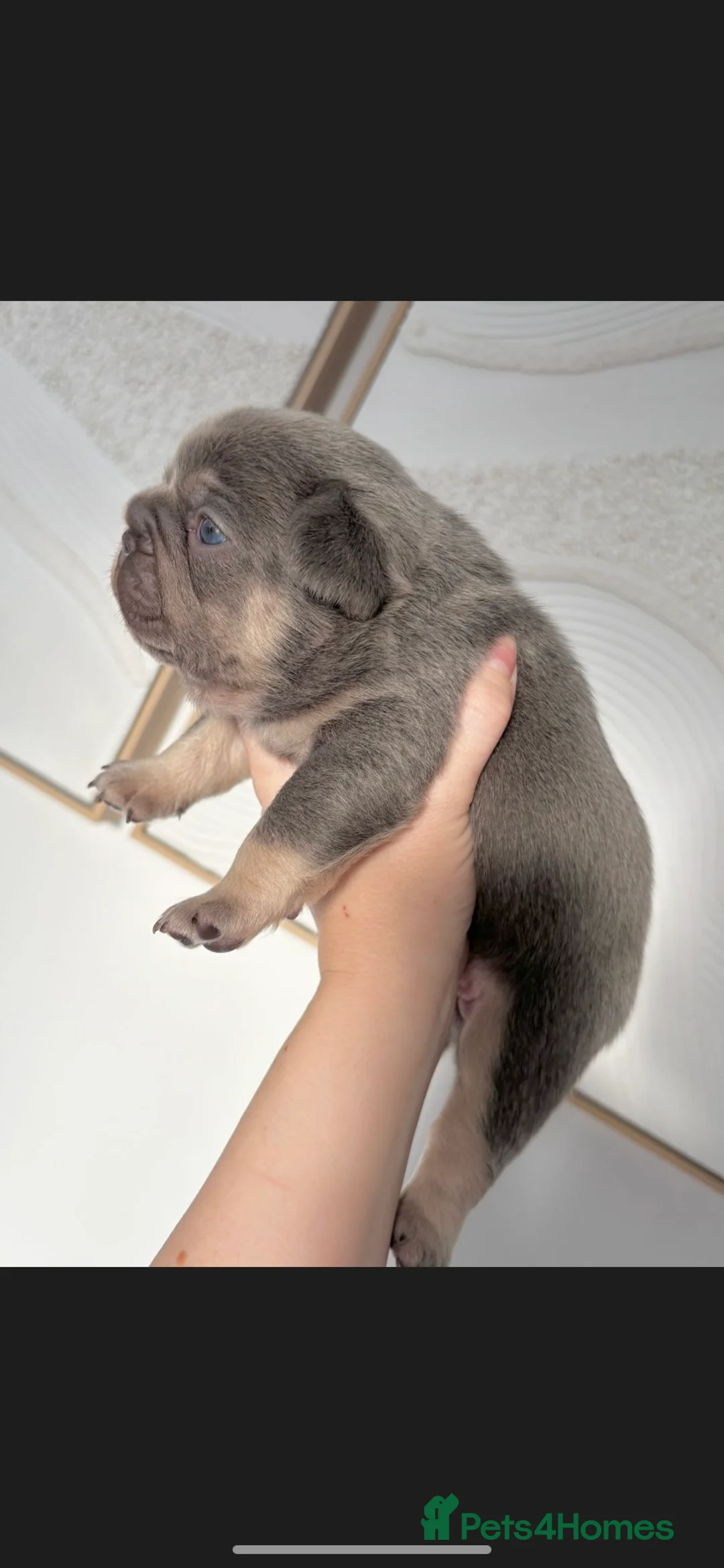 French Bulldog dogs for sale: FLUFFY FRENCH BULLDOG & FLUFFY CARRIER PUPPIES  - Advert 8