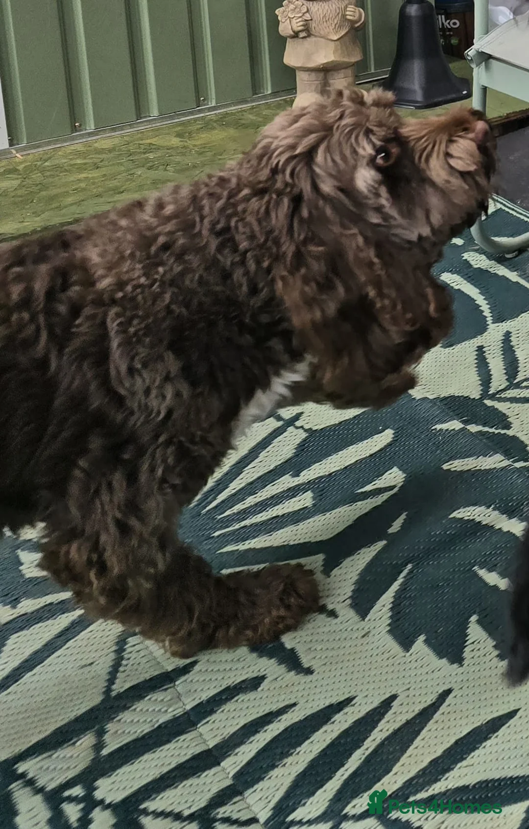 Mixed Breed dogs for sale: Chocolate cockapoo in Nottingham - Advert 4