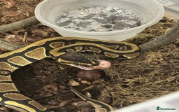 Python Snake reptiles for sale: Royal Python Hatchlings - Image 2