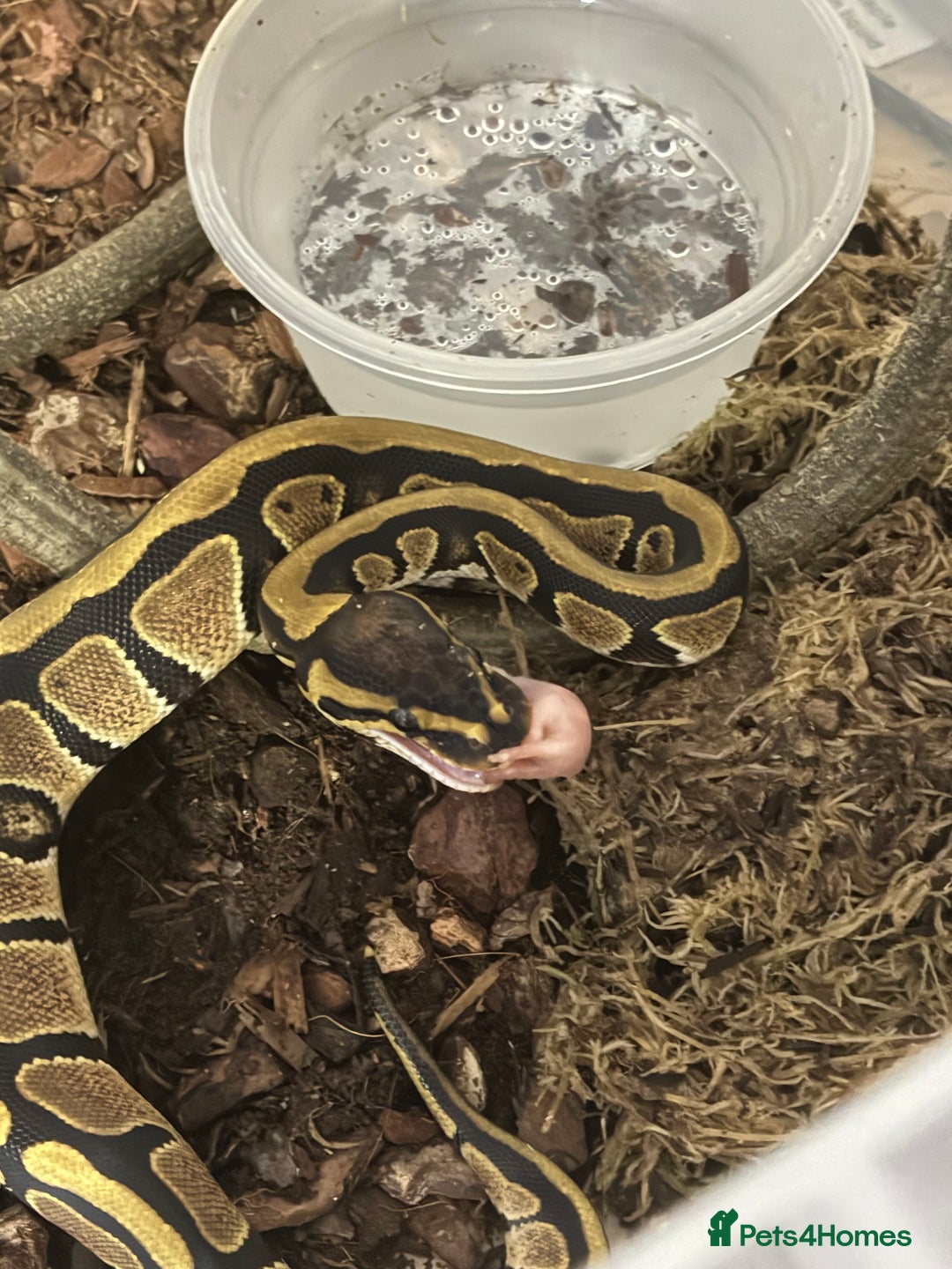 Python Snake reptiles for sale: Royal Python Hatchlings - Image 2