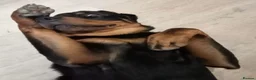 Rottweiler dogs for sale: Rottweiler  - Advert 7
