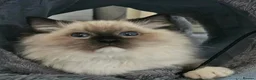 Ragdoll cats for sale: Majestic boy ❤️ - Advert 6