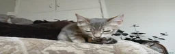 Bengal cats for sale: BLUE Bengal Boy | LAST OF HIS LITTER - Advert 3