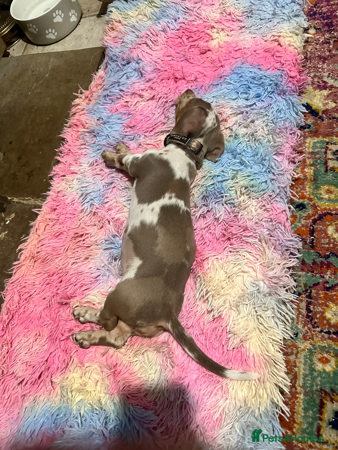 Miniature Dachshund dogs for sale: Mabel - Advert 3