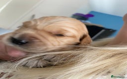 Golden Retriever dogs for sale: 5 gorgeous goldens left! - Image 10