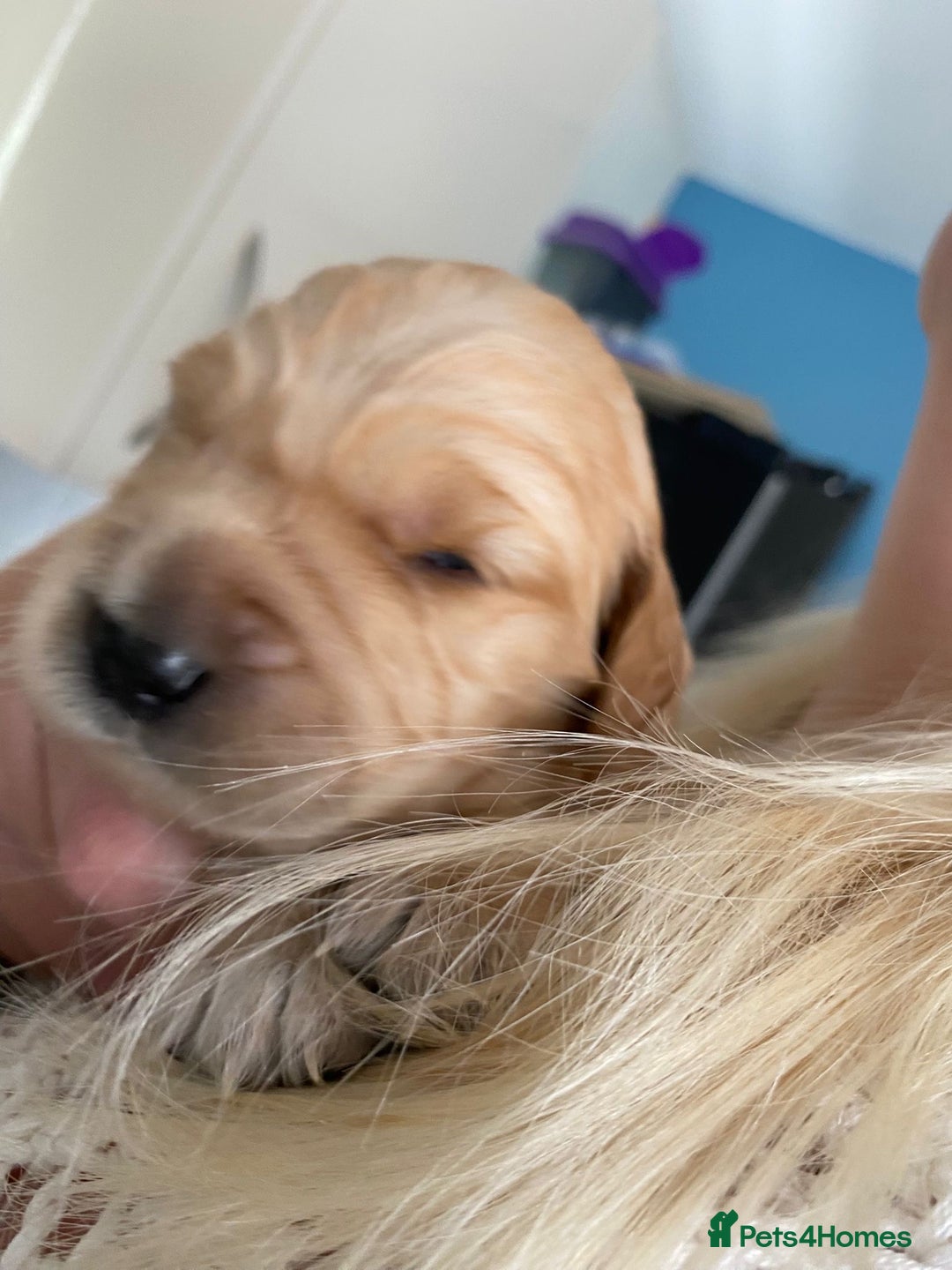 Golden Retriever dogs for sale: 5 gorgeous goldens left! - Image 10