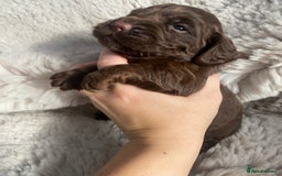 Sprocker dogs for sale: Sprocker puppies  - Advert 16