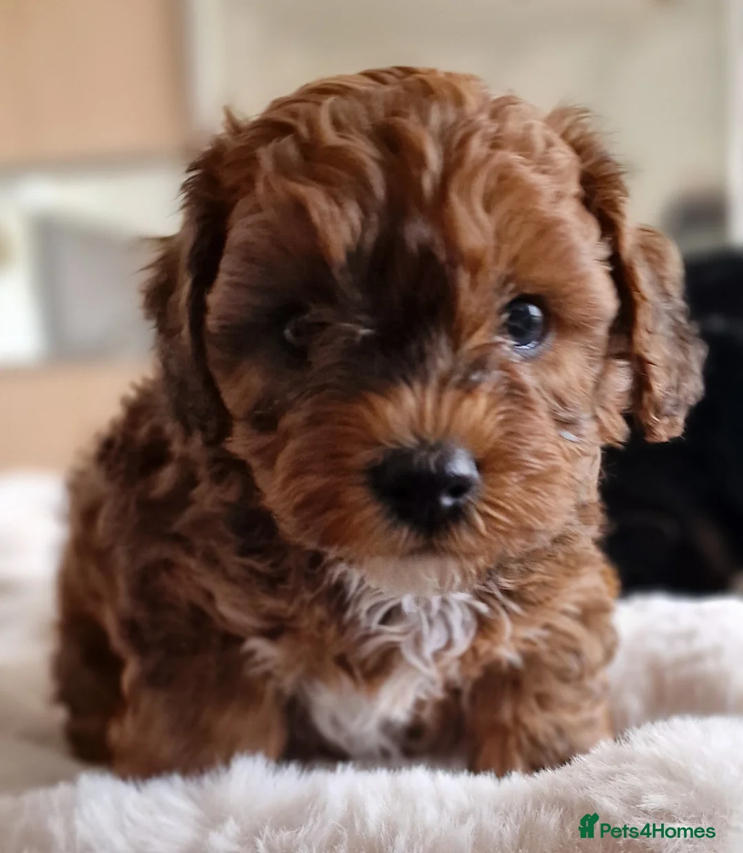 Cavapoochon dogs for sale: Gorgeous litter cavapoochon puppies  - Advert 2