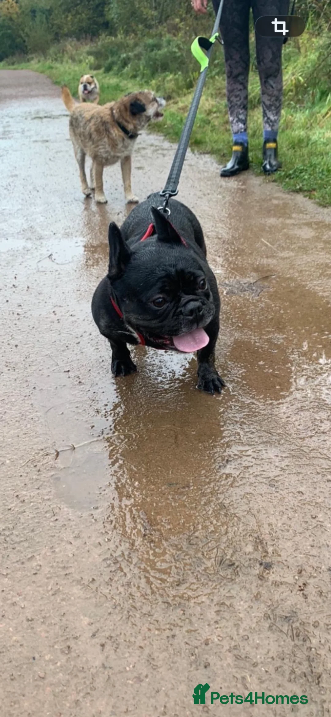 French Bulldog dogs for sale: French bulldog  - Advert 2