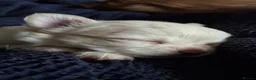 Chihuahua dogs for sale: 3 chihuahua boys for sale  in Kettering - Advert 7