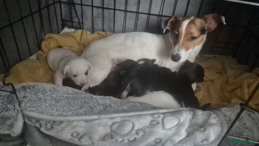 Mixed Breed dogs for sale: Miniature Jack Russell x Chihuahua Pups - Image 2