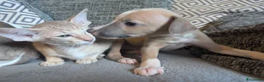 Whippet 8