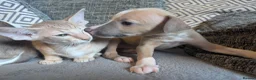 Whippet dogs for sale: Super friendly KC registered whippet pups - Advert 14