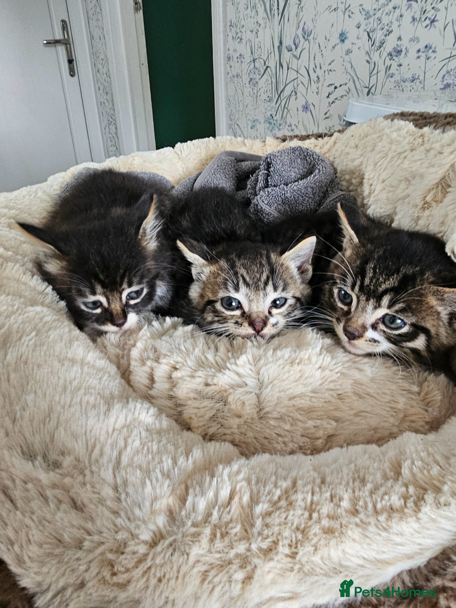 Mixed Breed cats 3 kittens for sale  - Advert 10