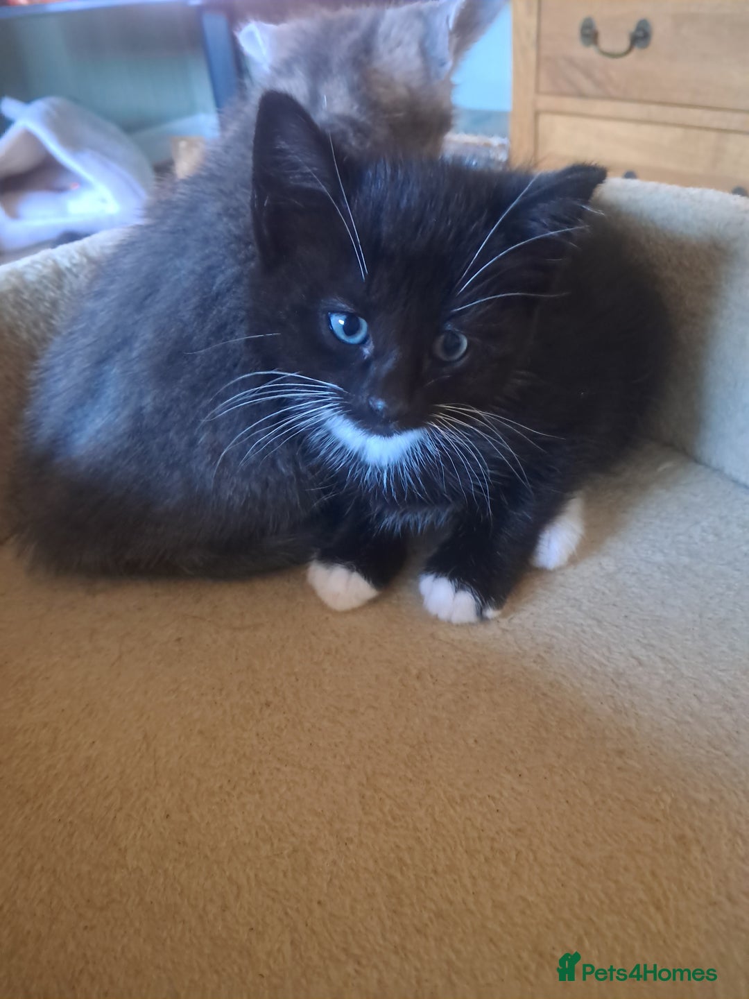 Mixed Breed cats for sale: 3 BEAUTIFUL KITTENS 😸 AVAILABLE  - Advert 6