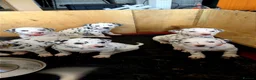 Dalmatian dogs for sale: Dalmatian puppies  in Newry - Advert 7