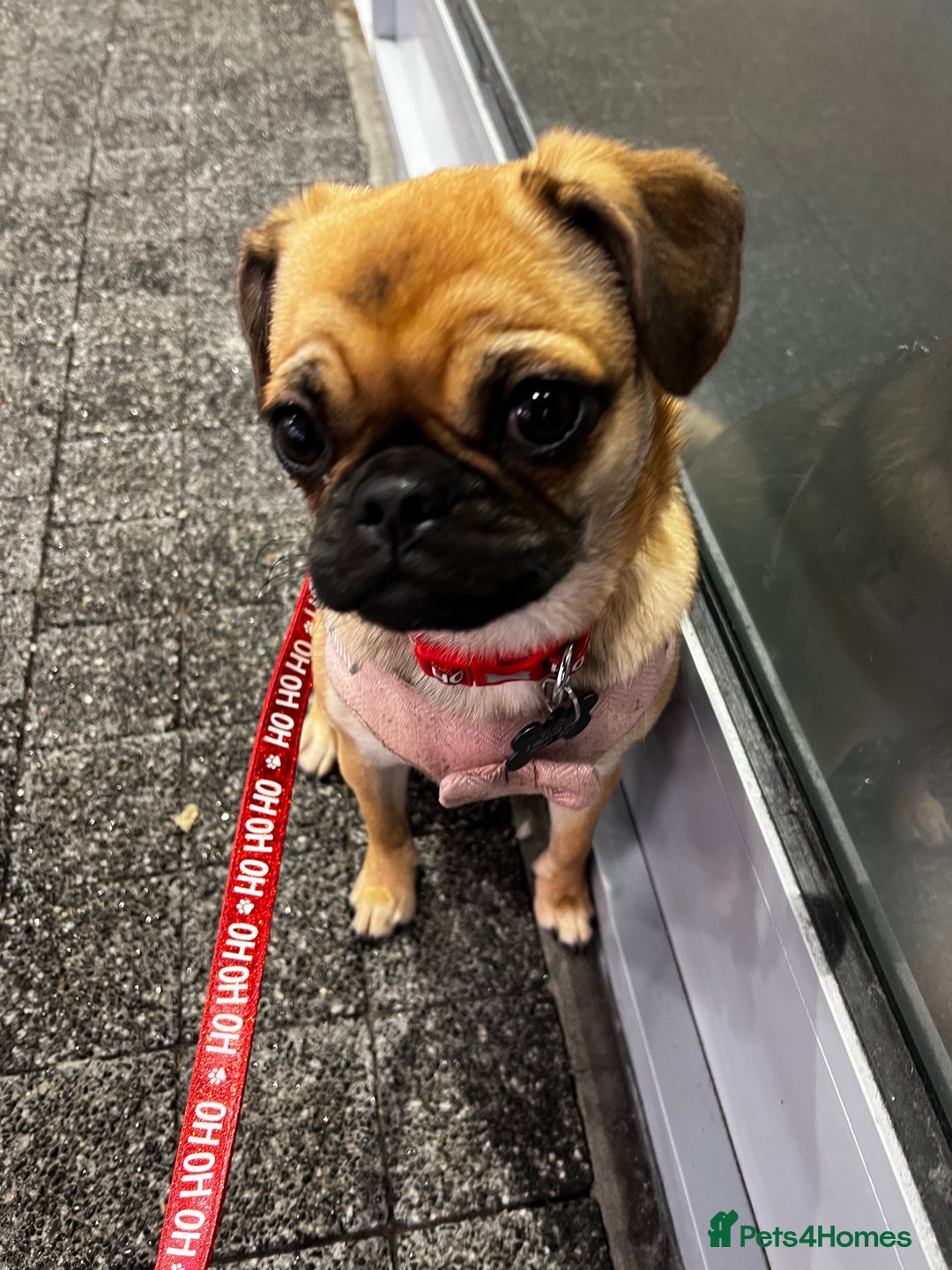 Mixed Breed dogs for sale: Jug for sale - Image 4