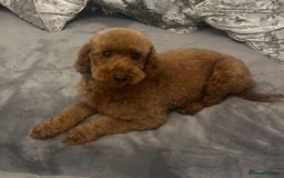 Cavapoo dogs for sale: outstanding Cavapoo’s, with heart tested parents - Advert 20