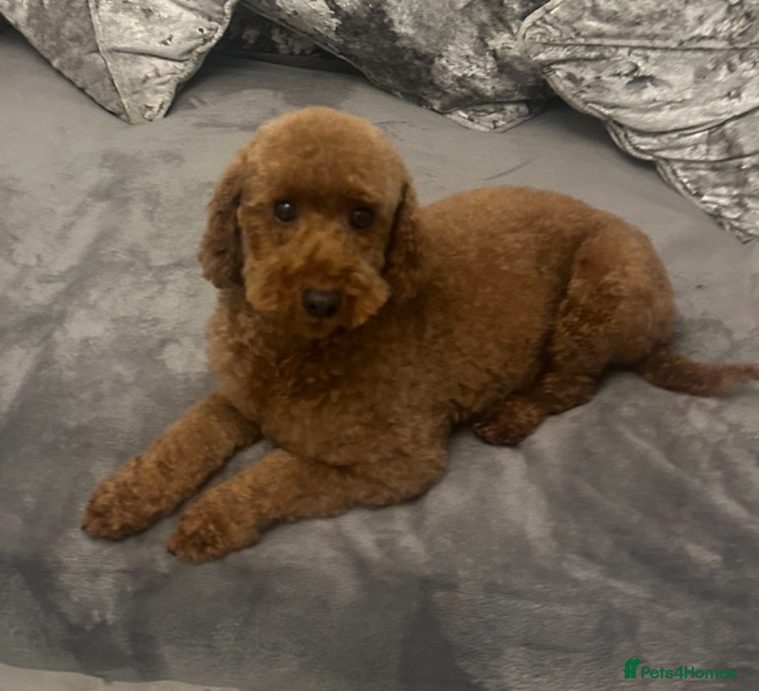 Cavapoo dogs for sale: outstanding Cavapoo’s, with heart tested parents - Advert 20