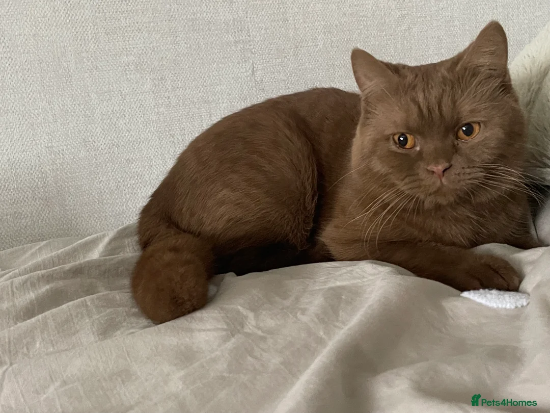 British Shorthair cats for sale: GCCF active Cinnamon Male - Advert 4