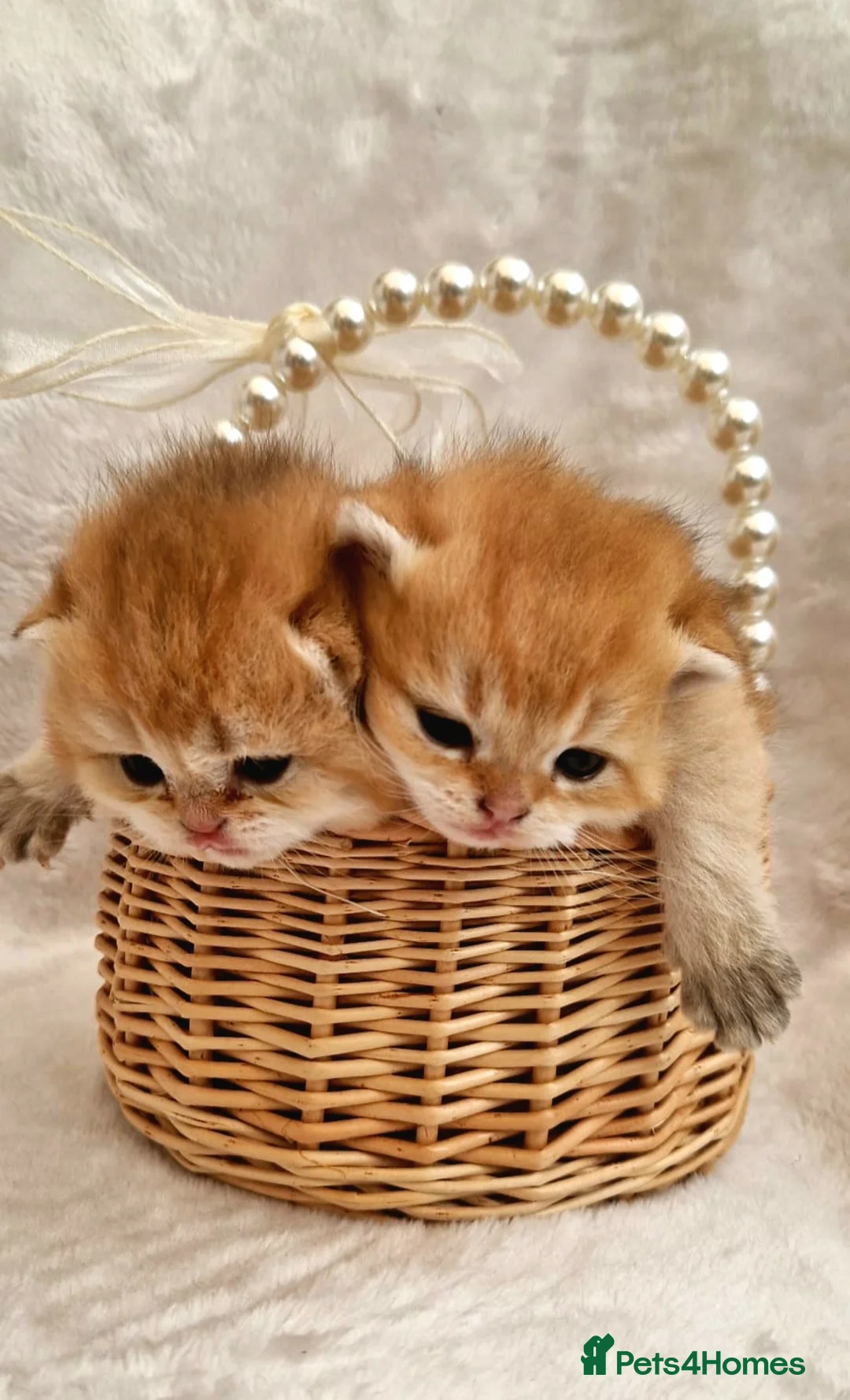 British Shorthair cats for sale: British Shorthair Golden Chinchilla Kittens - Advert 1