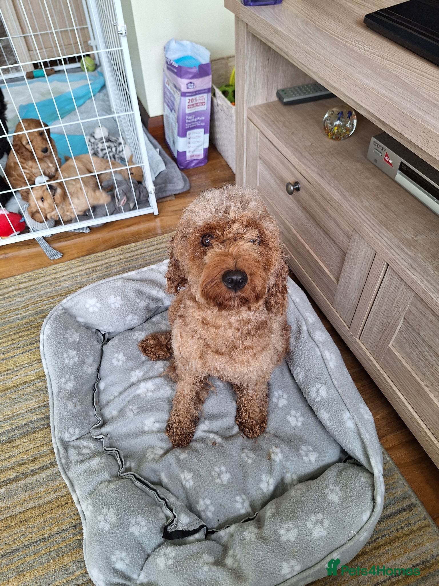 Cockapoo dogs for sale: Cockerpoo in Deal - Advert 1